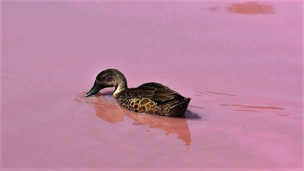 «Цвет настроения розовый»: в Австралии туристов удивило необычное озеро - рис. 5