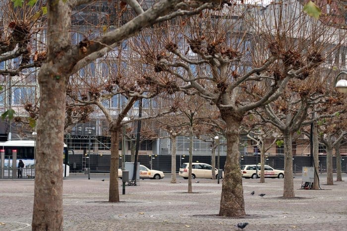 Власти Днепра планируют закупить немецкие деревья на миллионы евро - рис. 13