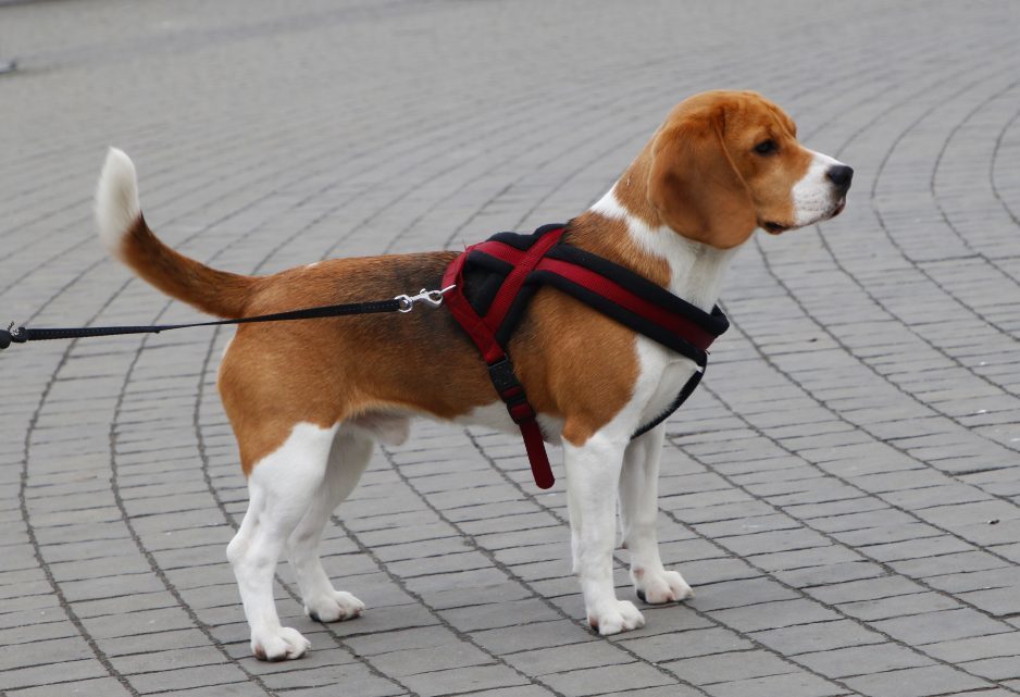 В Днепре устанавливают специальные урны для ответственных владельцев собак - рис. 13