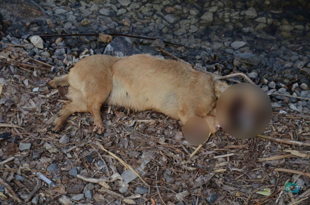 В Днепре на берегу реки нашли собаку без лап: соцсети в шоке - рис. 5