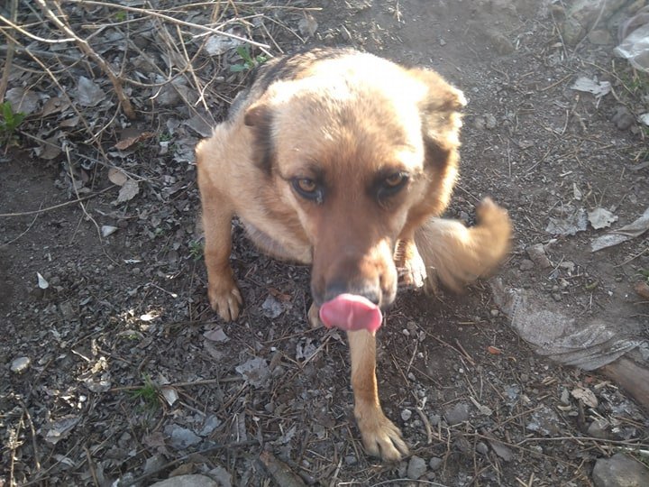 В Днепре на Красном Камне пенсионеры спасают бездомную собаку со щенками - рис. 2
