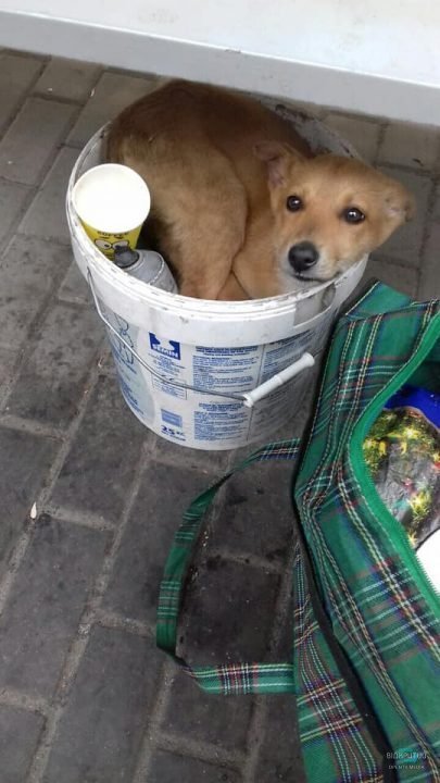 В Днепре избили волонтеров, которые спасали собаку - рис. 1