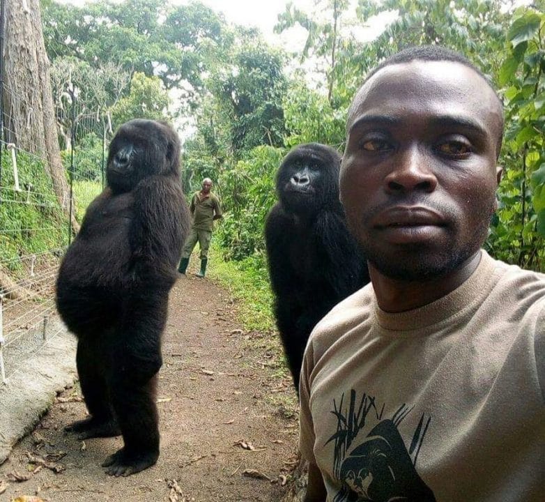 «Еще один день на работе»: в Конго волонтер сделал селфи с гориллами - рис. 2