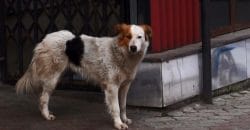 У Дніпрі бродячі собаки напали на дитину - рис. 13