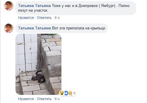 Под Днепром кот приносит домой змей - рис. 6