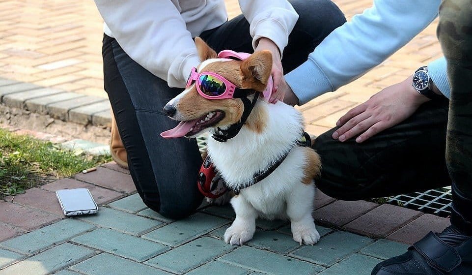 «А мне летать охота»: в Китае собаки летают на парапланах - рис. 3