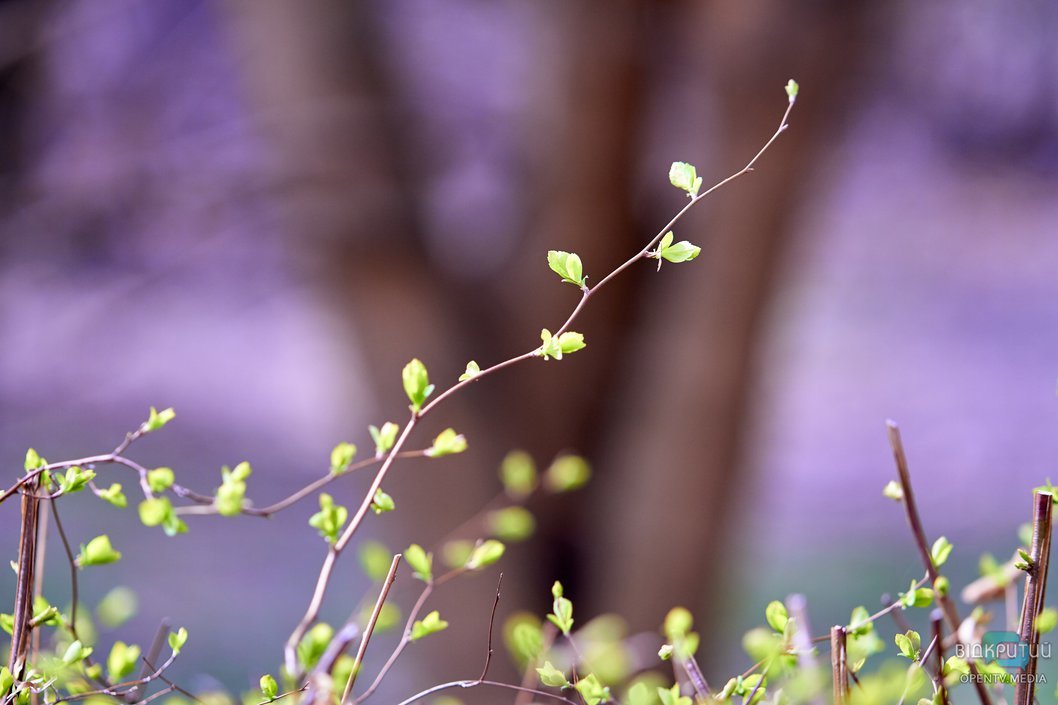 Первые цветы в парках Днепра: фоторепортаж - рис. 5