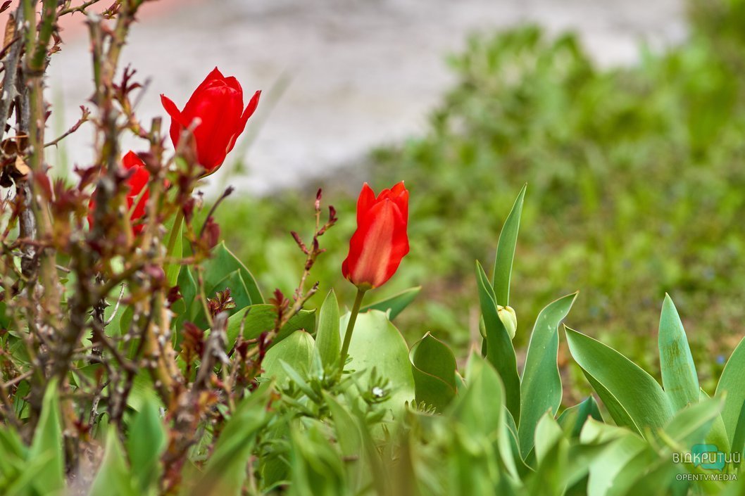 Первые цветы в парках Днепра: фоторепортаж - рис. 9