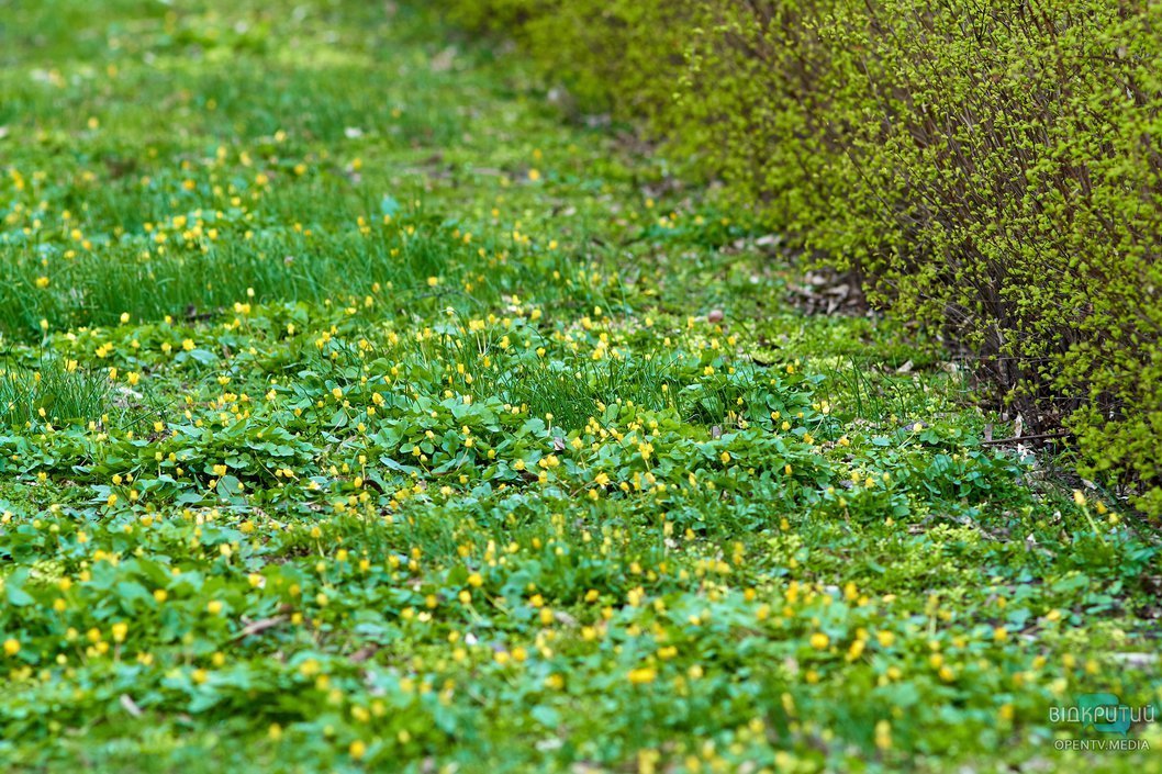 Первые цветы в парках Днепра: фоторепортаж - рис. 11