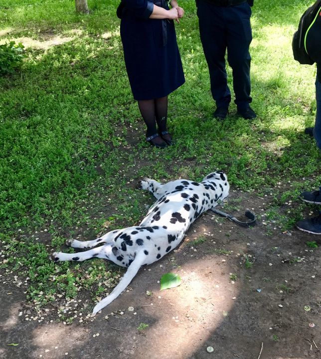 В Днепре отравили собаку породы далматин - рис. 3