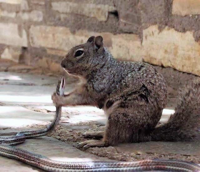 «Не шутите с техасскими белками»: в США грызун поймал змею - рис. 15