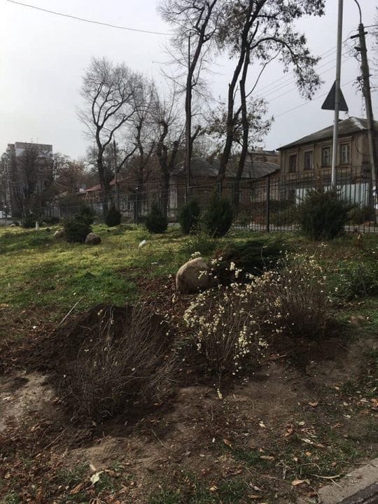 В Днепре со школьной территории украли хвойники: администрация и родители просят воров вернуть похищенное - рис. 2