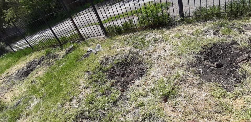 В Днепре со школьной территории украли хвойники: администрация и родители просят воров вернуть похищенное - рис. 5