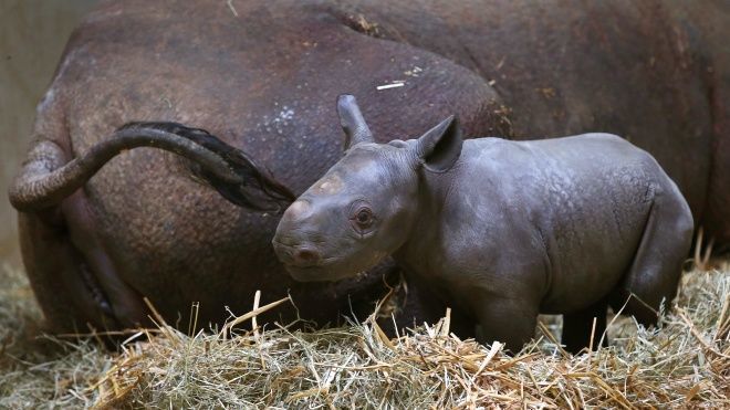 Зоопарк Чикаго пополнился милым детёнышем чёрного носорога - рис. 1