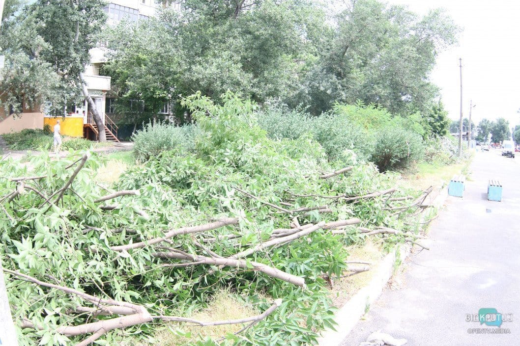В Днепре исполком дал добро на спил 21 дерева - рис. 7