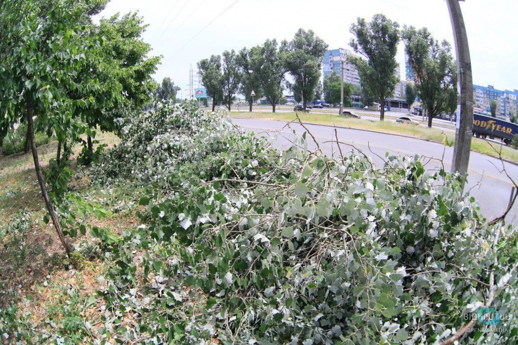 В Днепре исполком дал добро на спил 21 дерева - рис. 4