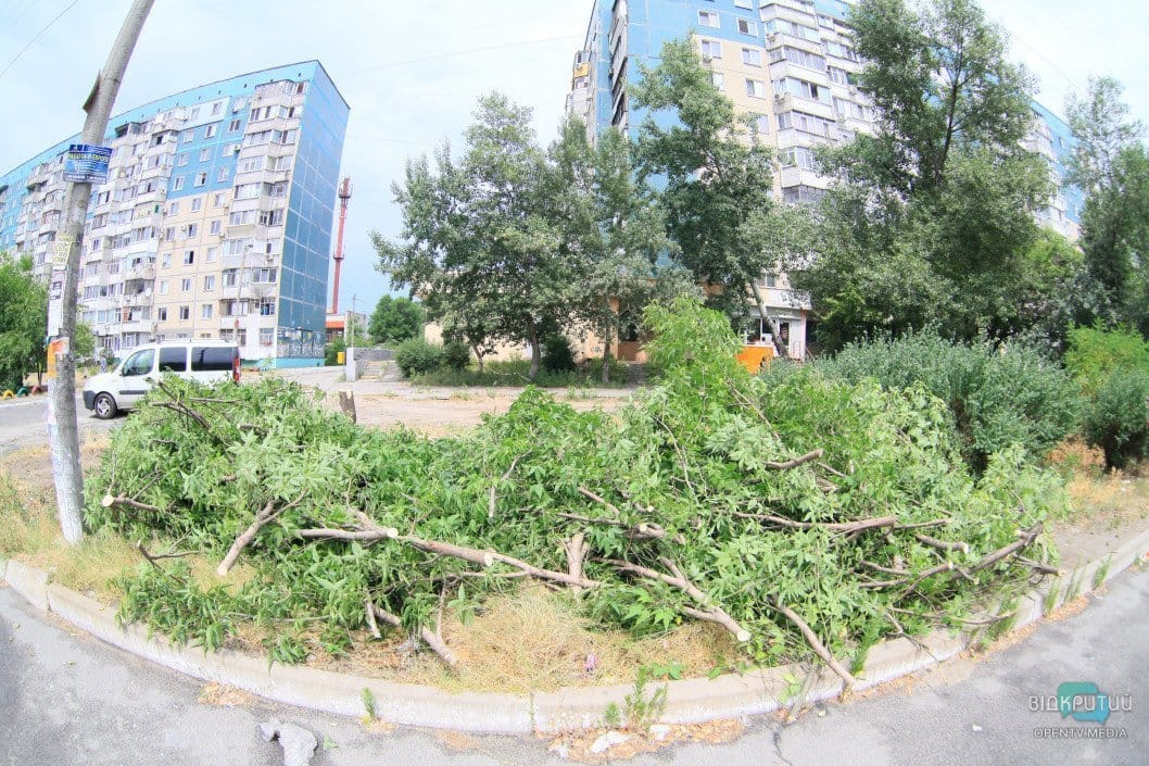 В Днепре исполком дал добро на спил 21 дерева - рис. 2