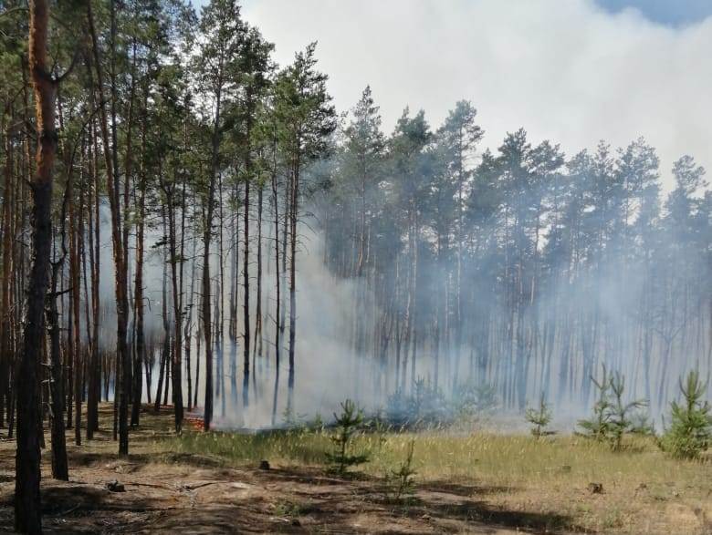 В Павлоградском районе сгорело пять гектаров леса - рис. 1