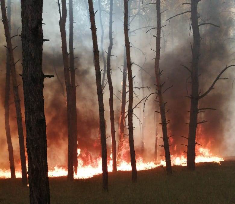 В Павлоградском районе сгорело пять гектаров леса - рис. 2