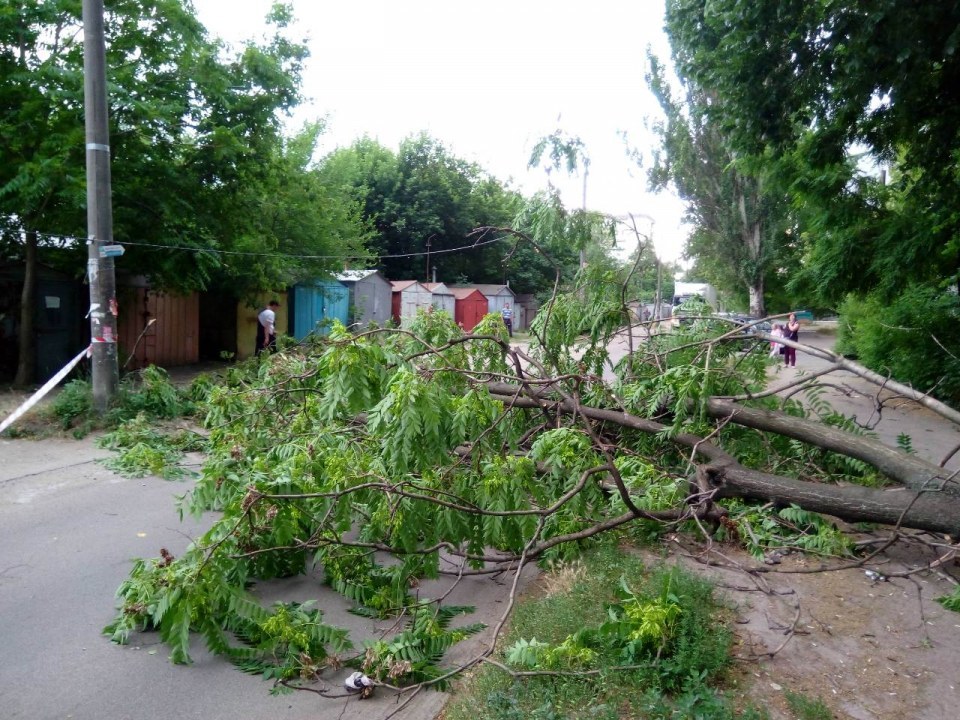 Ветер, дождь и поваленные деревья: как в Днепропетровской области спасатели боролись со стихией - рис. 1