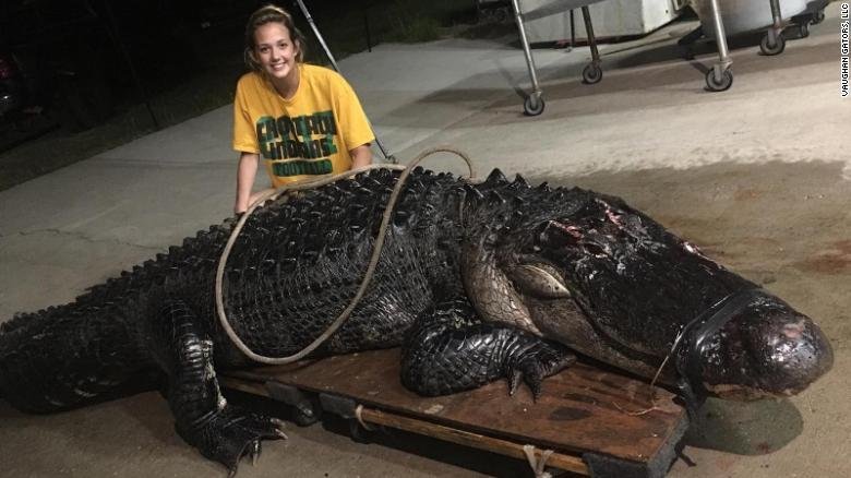 Во Флориде крокодил стал причиной ДТП - рис. 1