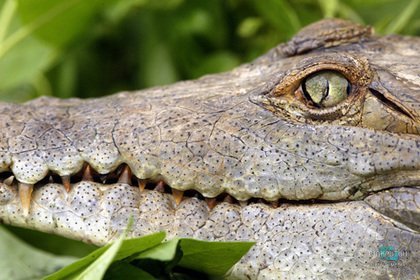 В США крокодил пришел на пикник и съел всю еду влюбленной пары - рис. 1