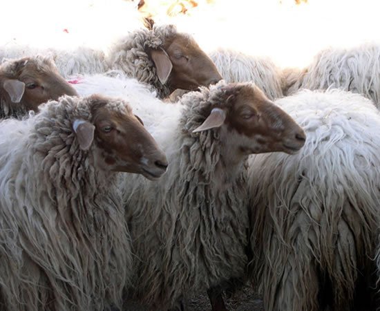 В Мадриде овец приняли на работу - рис. 1