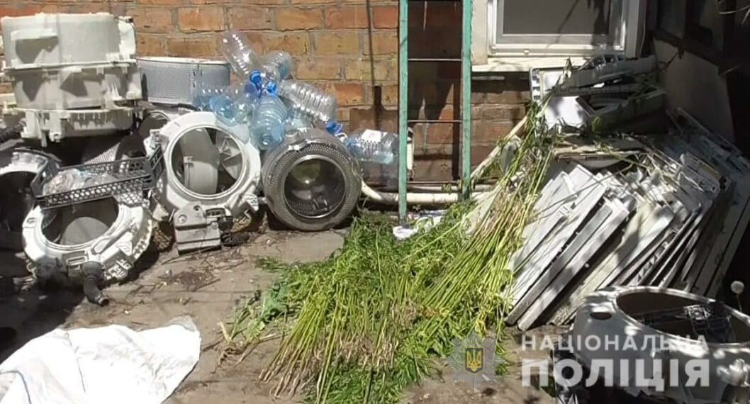 В Покрове полицейские обнаружили плантацию с наркотическими растениями - рис. 2