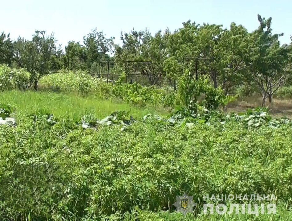 В Покрове полицейские обнаружили плантацию с наркотическими растениями - рис. 13