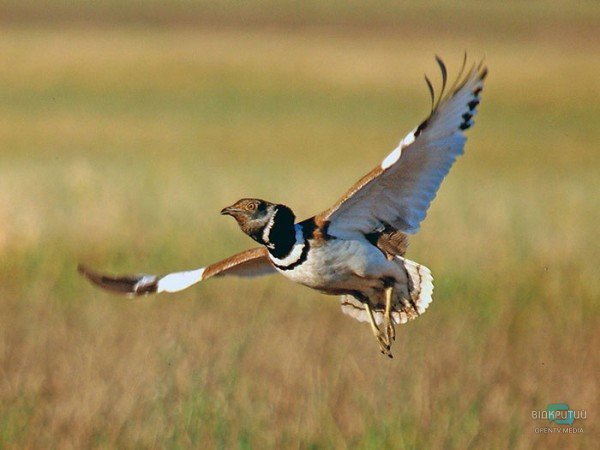 Які рідкісні птахи з`явилися на Дніпропетровщині - рис. 1