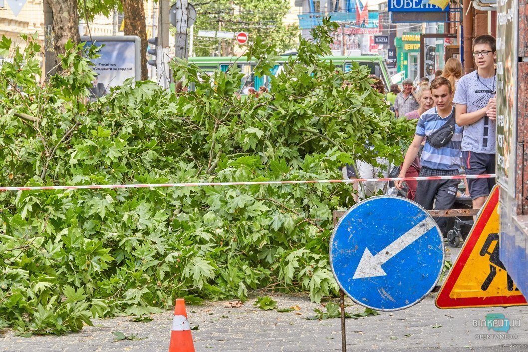В Днепре проходит реконструкция улицы Короленко: экологи против спила деревьев - рис. 7