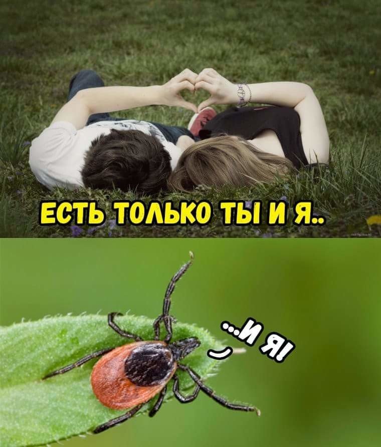 В Днепропетровской области за пол года от укусов клещей пострадали тысячи жителей - рис. 1