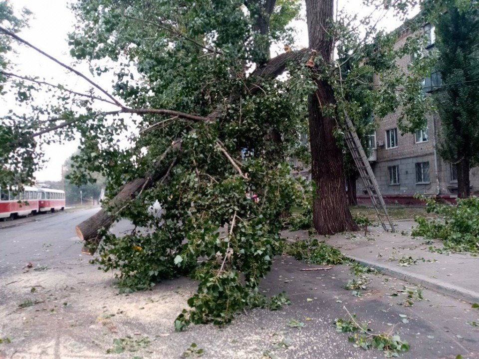 У Дніпрі на вулиці Пастера на проїжджу частину впало дерево - рис. 1