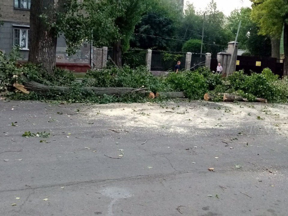 У Дніпрі на вулиці Пастера на проїжджу частину впало дерево - рис. 3