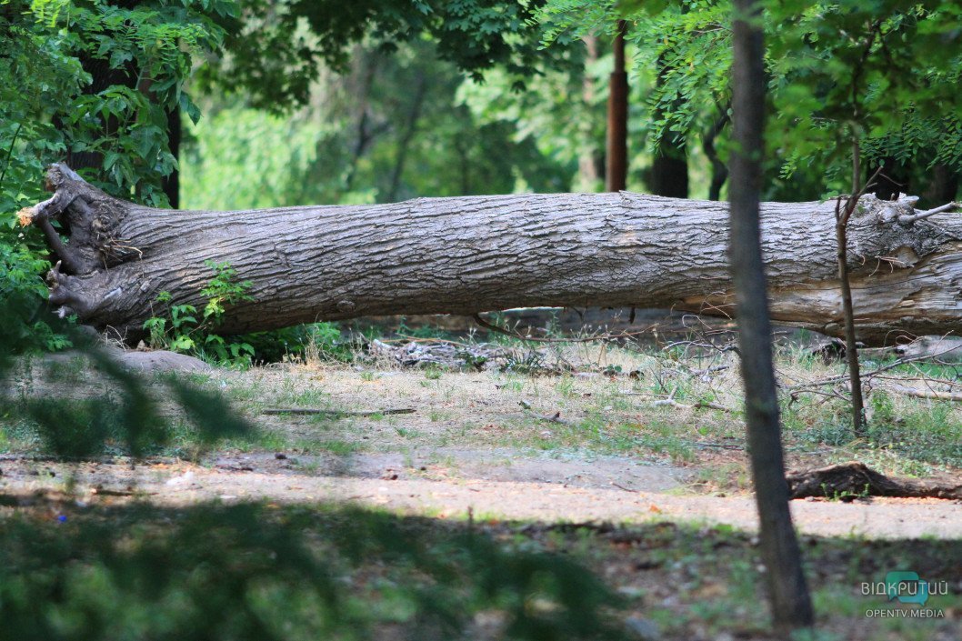 Арки из деревьев и аттракционы для белок: что происходит в парке Шевченко - рис. 3