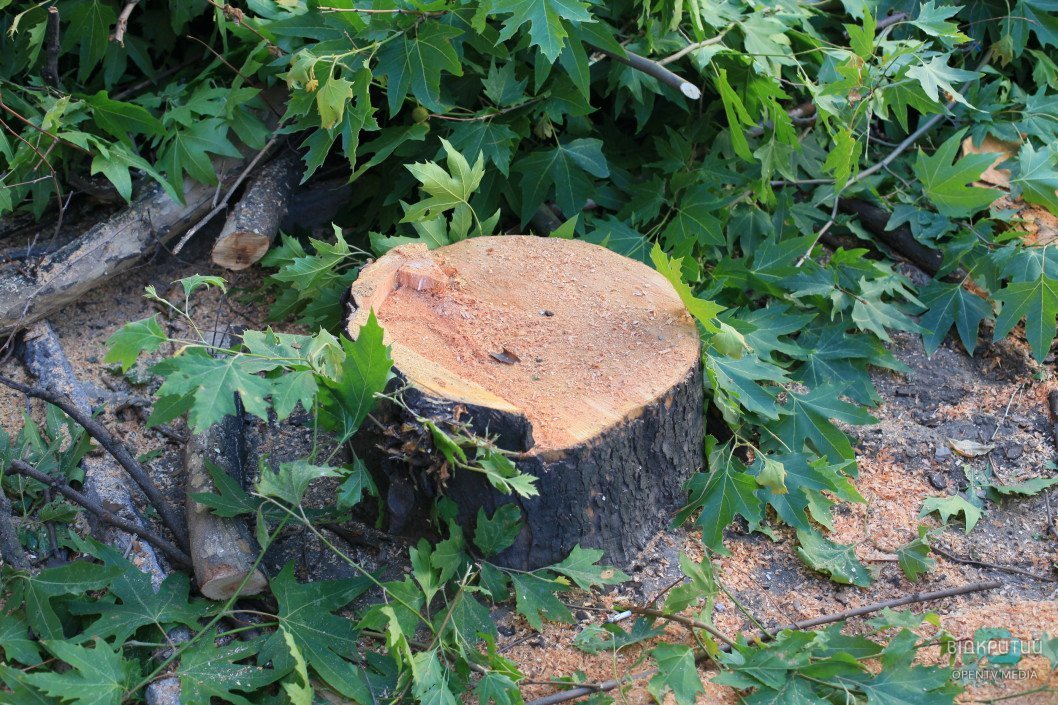 Депутаты Днепра поддержали мораторий на вырубку деревьев - рис. 2