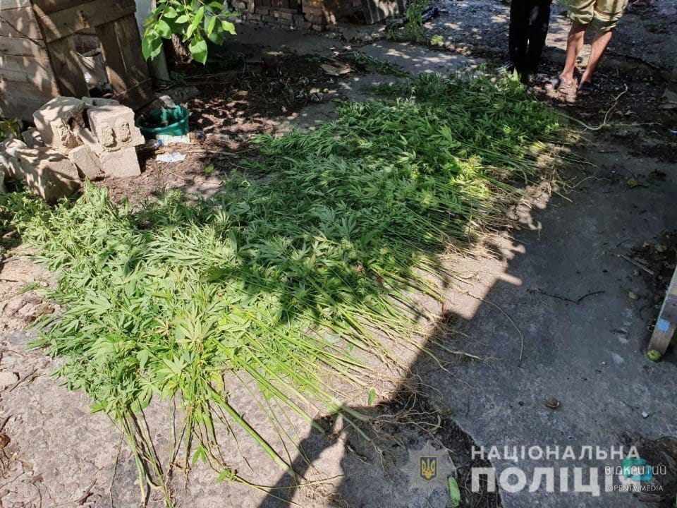 В Кривом Роге полицейские обнаружили конопляное поле - рис. 12