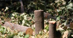 Вырубка деревьев в Днепре: куда девают дрова - рис. 12