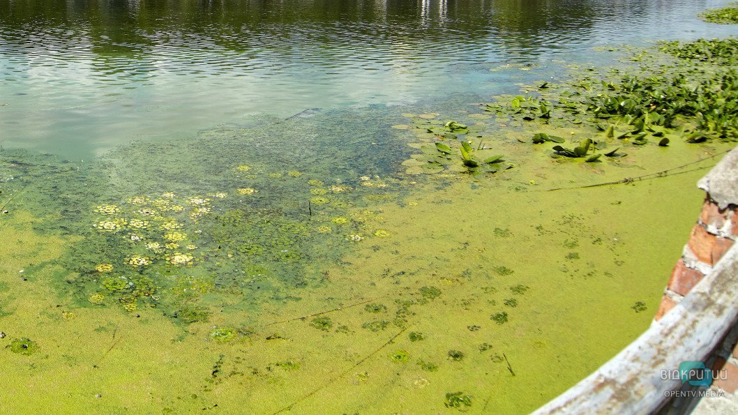 Мертва риба та зелена водойма: Дніпро поступово перетворюється на болото - рис. 5