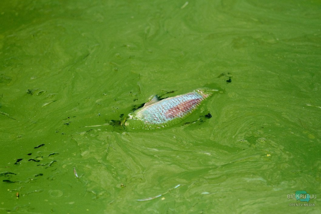 Мертва риба та зелена водойма: Дніпро поступово перетворюється на болото - рис. 6