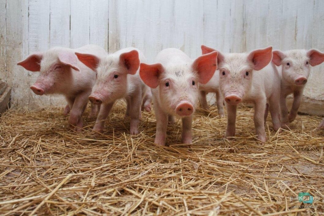 У Дніпропетровській області зафіксували спалах чуми свиней - рис. 5
