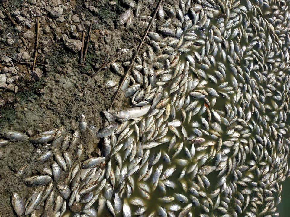 У Дніпропетровській області масово гине риба - рис. 14
