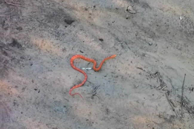 У Дніпрі біля дитсадка було знайдено помаранчеву змію - рис. 1