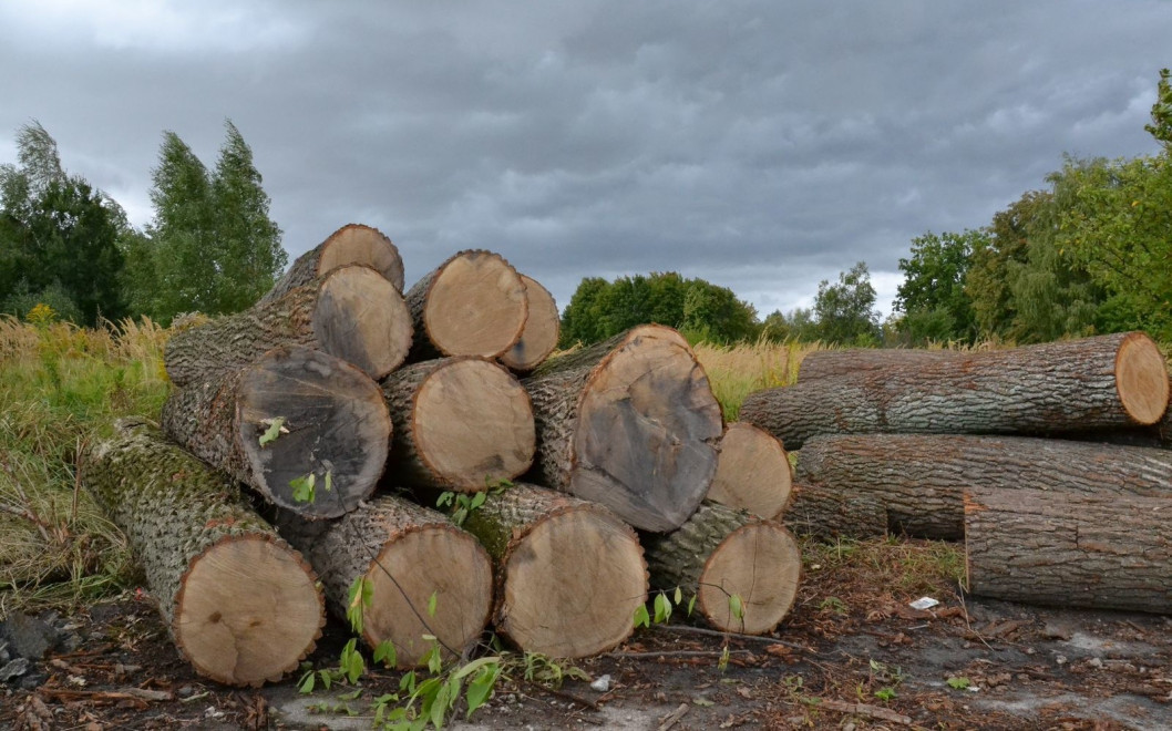 На Дніпропетровщині «чорні» лісоруби знищують ліси: як запобігти злочинним діям - рис. 1