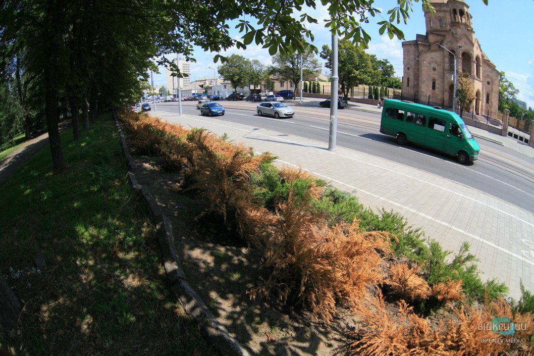 Озеленення не вдалося: у Дніпрі на вулиці Курчатова «загинули» хвойні кущі - рис. 6