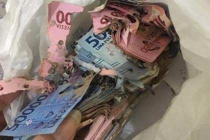 У Джакарті терміти з'їли мільйонну заначку дівчини - рис. 1