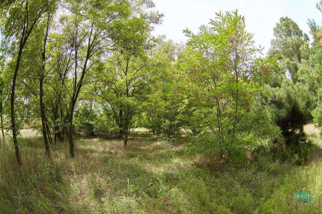 Природа у великому місті: зелена зона на житломасиві Ломівський - рис. 9