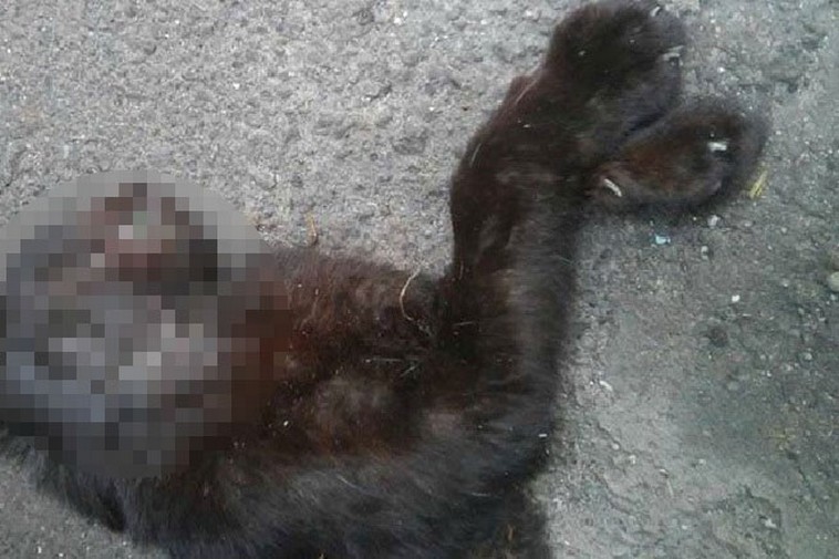 У Дніпропетровській області жорстоко вбили п'ятьох кошенят - рис. 13