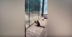 План втечі: у китайському зоопарку мавпа розбила камінням скляну огорожу - рис. 21