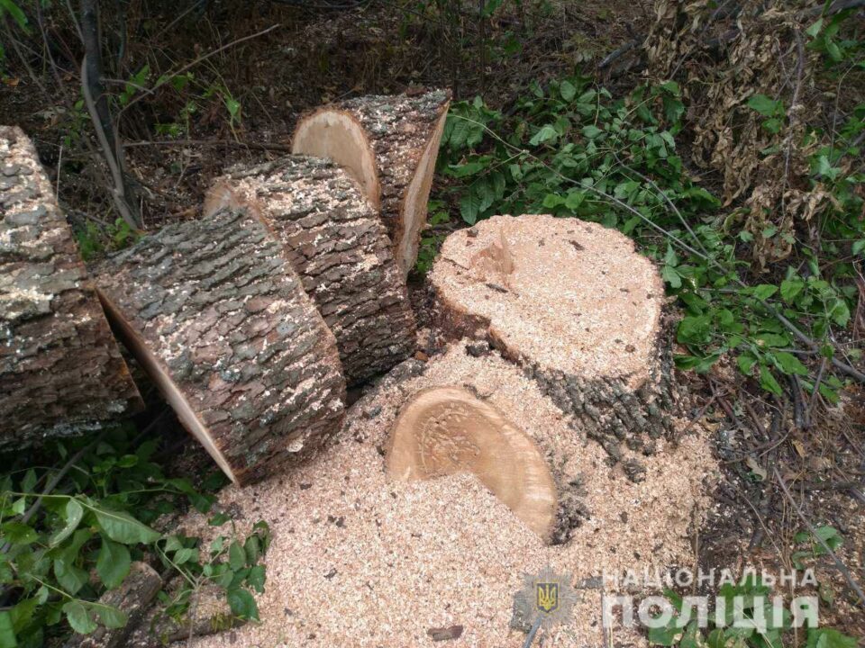 У Дніпропетровській області поліція відкрила кримінальне провадження за вирубку дерев - рис. 2
